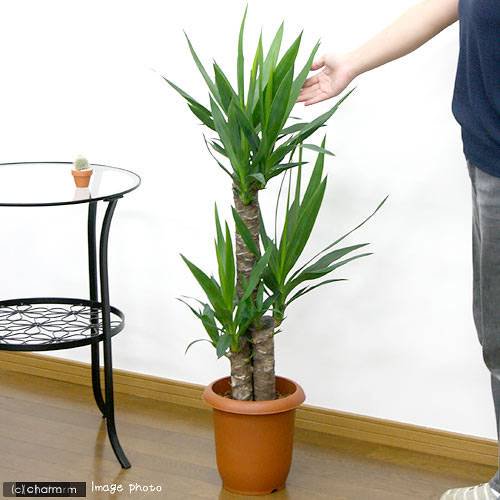 （観葉植物）大型　インテリア　ユッカ　青年の木　３本立　７号（１鉢）　ＣＲＣ15―30―10―30―00