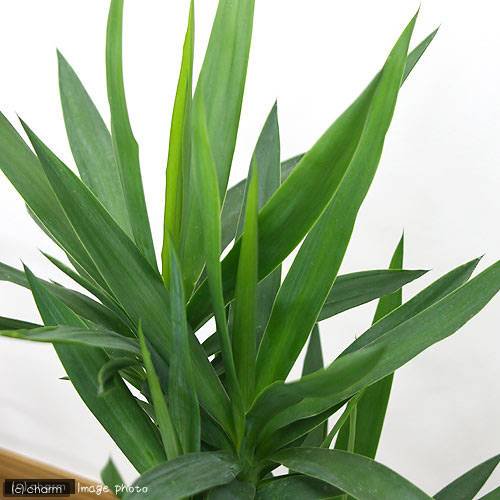 （観葉植物）大型　インテリア　ユッカ　青年の木　３本立　７号（１鉢）　ＣＲＣ15―30―10―30―00