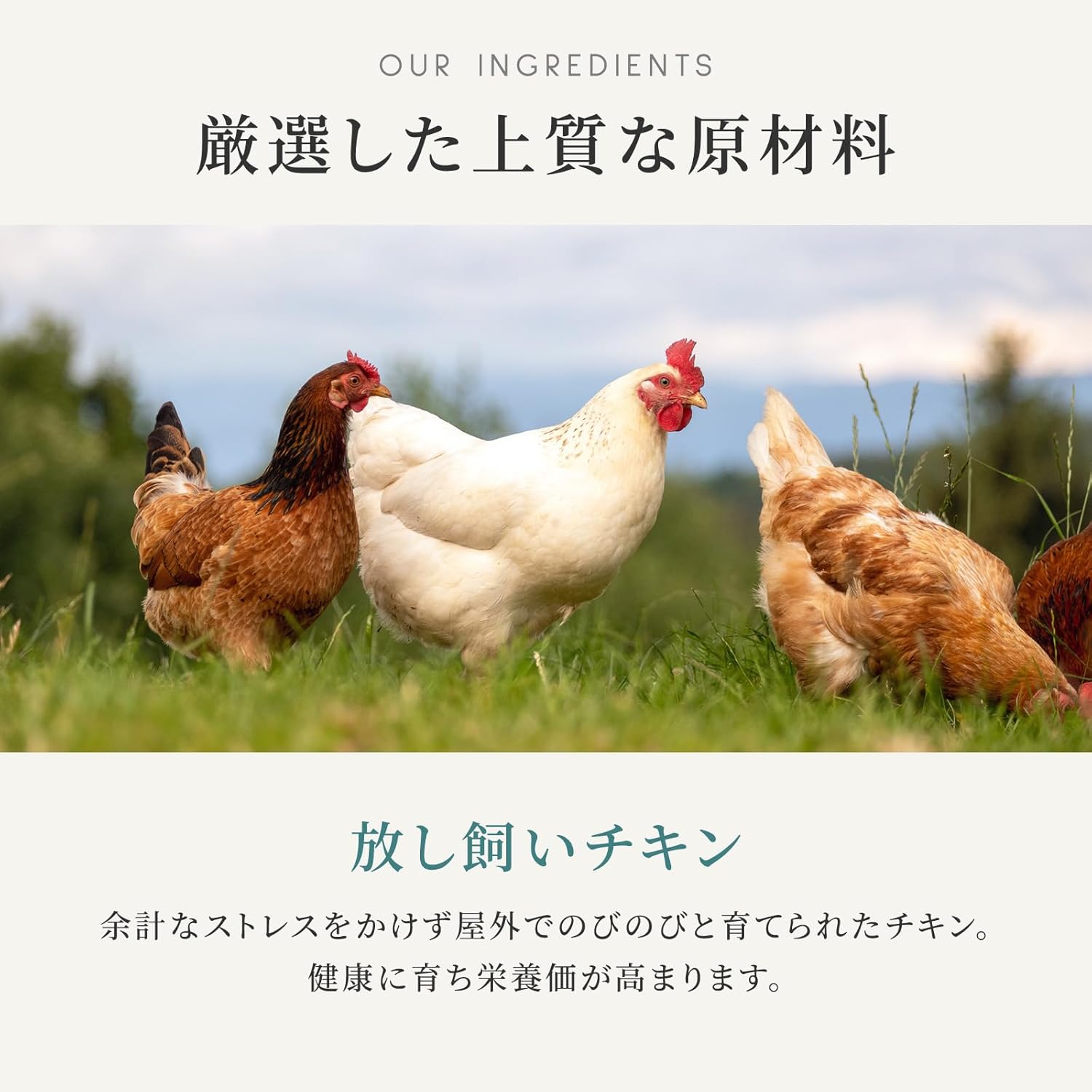 カナガン ドッグフード チキン (2kg) ドライフード 全犬種・全年齢 対応 【着色料・香料不使用 グレインフリー】 CANAGAN CDFC