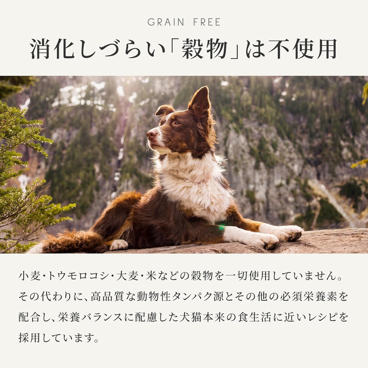 カナガン ドッグフード チキン (2kg) ドライフード 全犬種・全年齢 対応 【着色料・香料不使用 グレインフリー】 CANAGAN CDFC