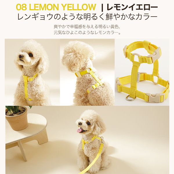 【韓国】iLLO ハーネス・首輪・リードSET〈小型犬用〉 17729_s00.jpg?fitin=272:272