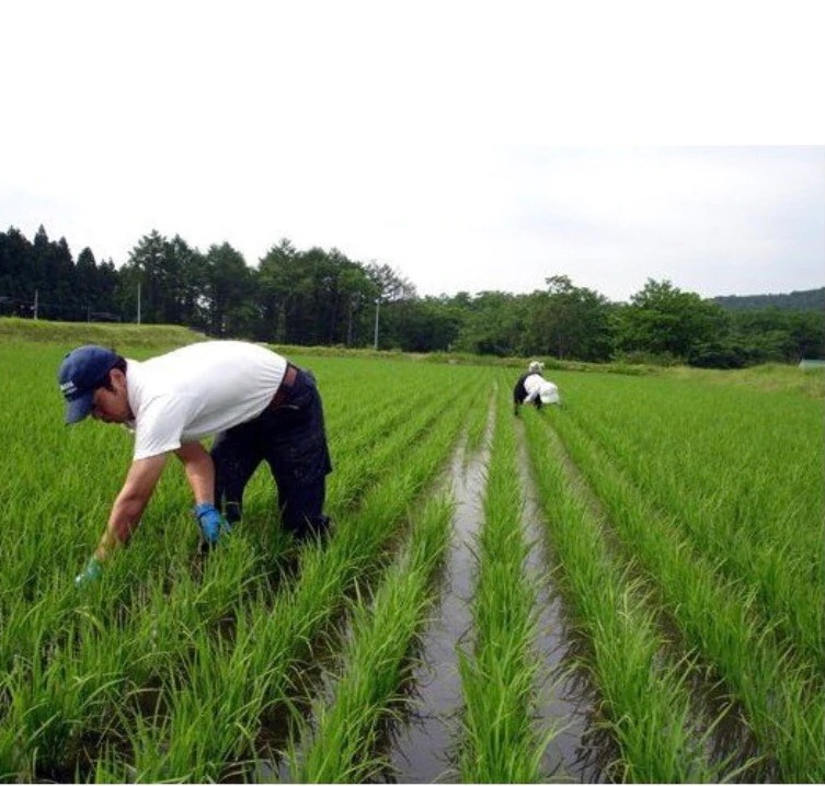 新潟県産　つきあかり 無洗米 5kg　令和６年産 新潟 米 無洗米5kg 高級米 おいしいお米 美味しいお米 産地直送 農家の米 コシヒカリの郷小出農場
