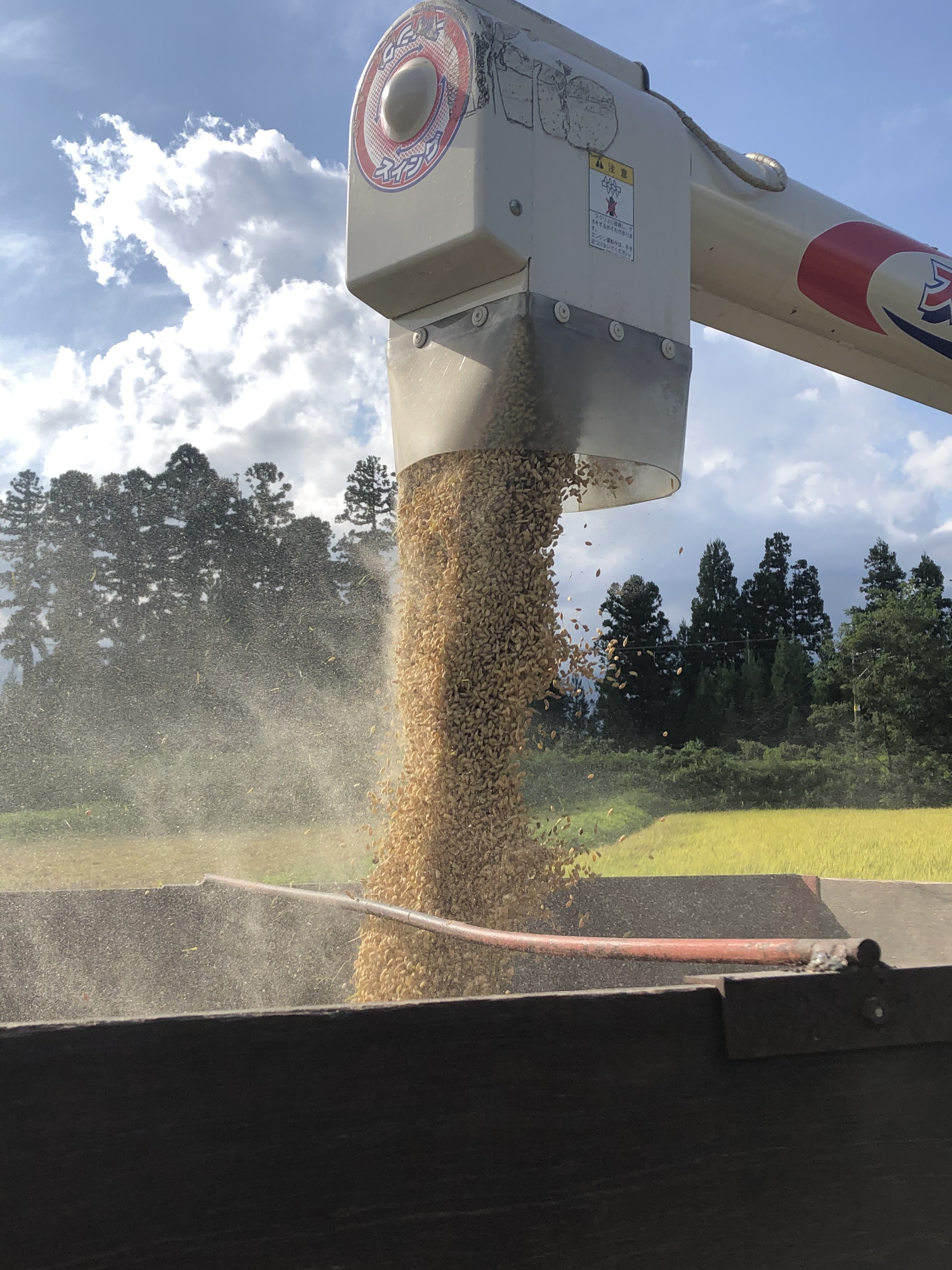 新潟県産　つきあかり 無洗米 5kg　令和６年産 新潟 米 無洗米5kg 高級米 おいしいお米 美味しいお米 産地直送 農家の米 コシヒカリの郷小出農場