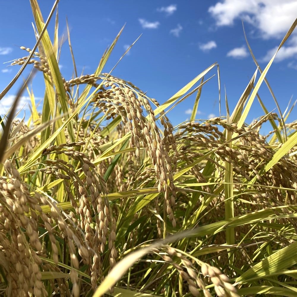 新米 ひとめぼれ 宮城県産 5kg & つや姫 山形県産 5kg 精米セット 令和6年産　古代米付き