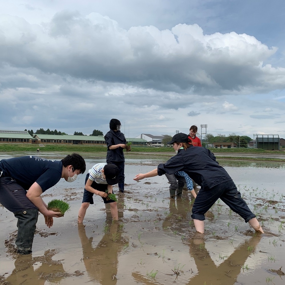 新米 ひとめぼれ 宮城県産 5kg & つや姫 山形県産 5kg 精米セット 令和6年産　古代米付き