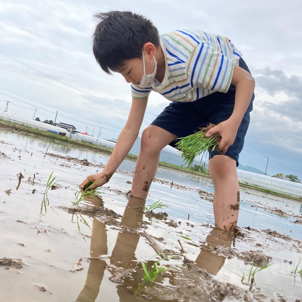 新米 ひとめぼれ 宮城県産 5kg & つや姫 山形県産 5kg 精米セット 令和6年産　古代米付き