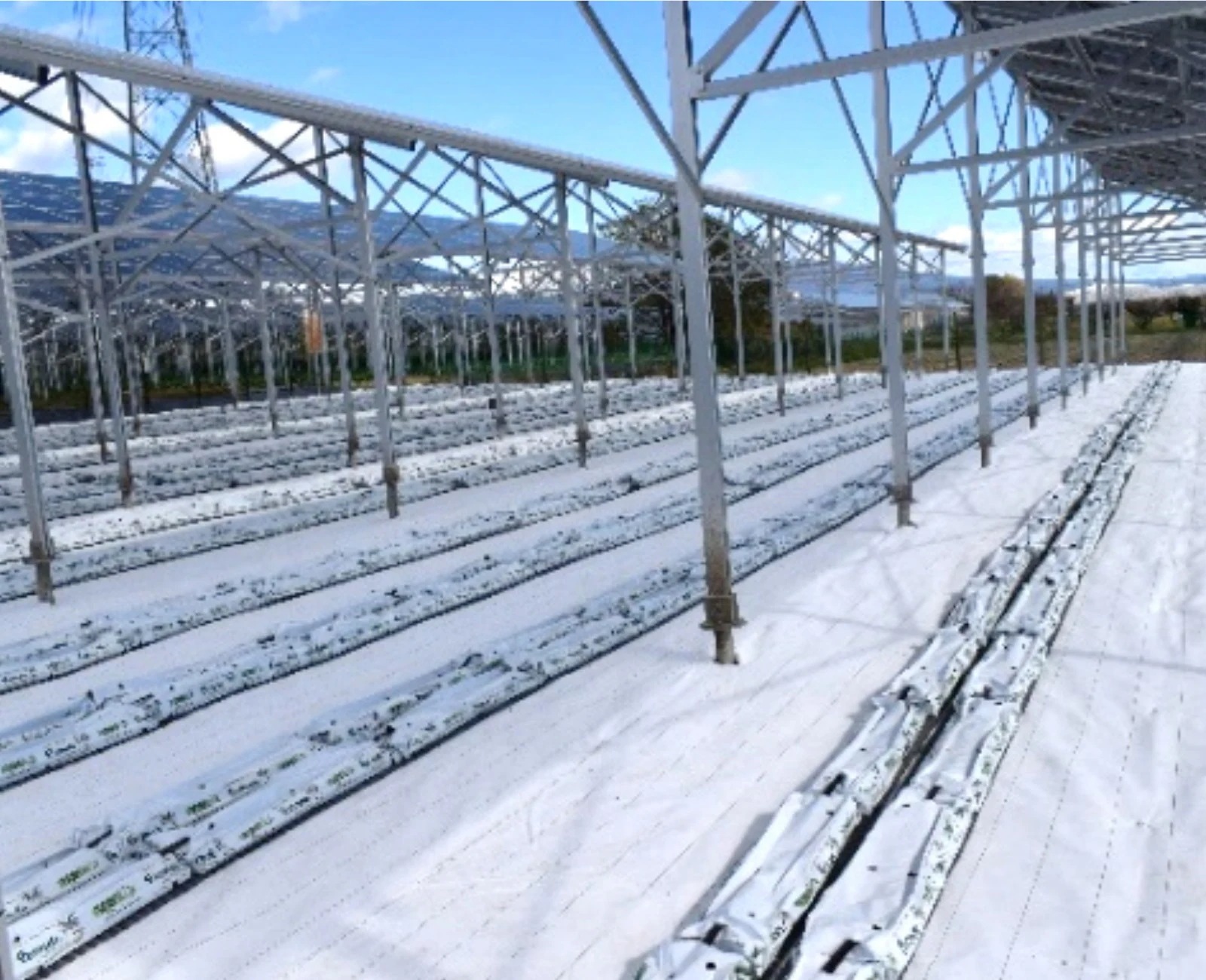 防草シート ホワイト 2m×100m (耐用年数約3年) 135g/m2 厚手 草よけシート UV剤・抗菌剤入り 防草シート ホワイト 2m×100m (耐用年数約3年) 135g/m2 厚手 草よけシート UV剤・抗菌剤入り