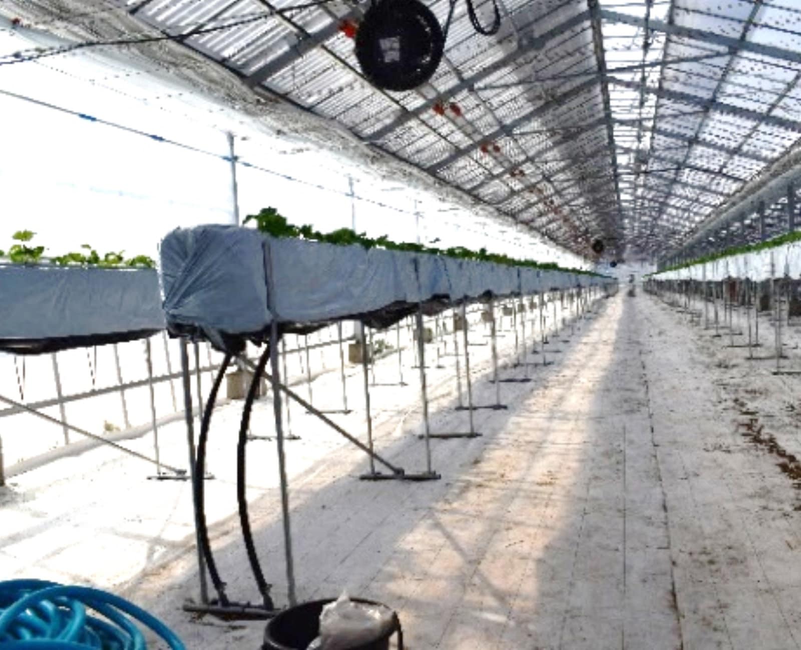 防草シート ホワイト 2m×100m (耐用年数約3年) 135g/m2 厚手 草よけシート UV剤・抗菌剤入り 防草シート ホワイト 2m×100m (耐用年数約3年) 135g/m2 厚手 草よけシート UV剤・抗菌剤入り