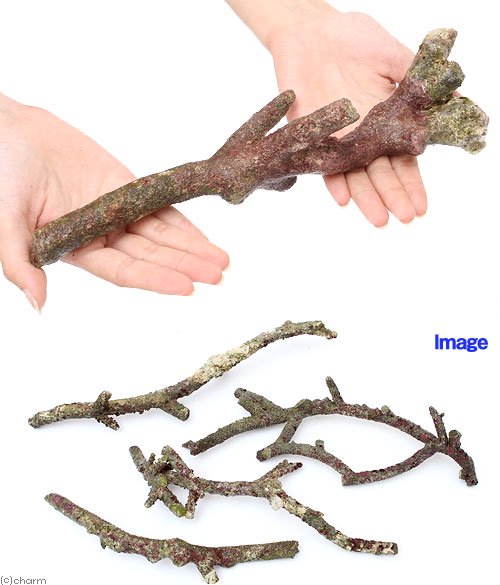 (海水魚)Aグレードライブロック 枝状Lサイズ(3個)(形状お任せ) CRC26―55―50―50―00 (海水魚)Aグレードライブロック 枝状Lサイズ(3個)(形状お任せ) CRC26―55―50―50―00