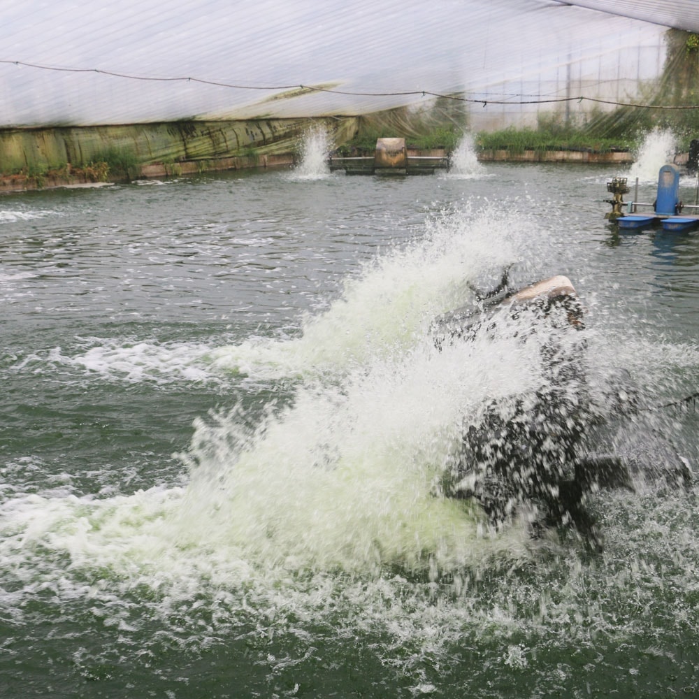 国産 浜松 ウナギ 鰻 蒲焼き かば焼き 調理 簡単調理 浜松浜名湖 うなぎ蒲焼白焼 4人前 食品 国産 浜松 ウナギ 鰻 蒲焼き かば焼き 調理 簡単調理 浜松浜名湖 うなぎ蒲焼白焼 4人前 食品