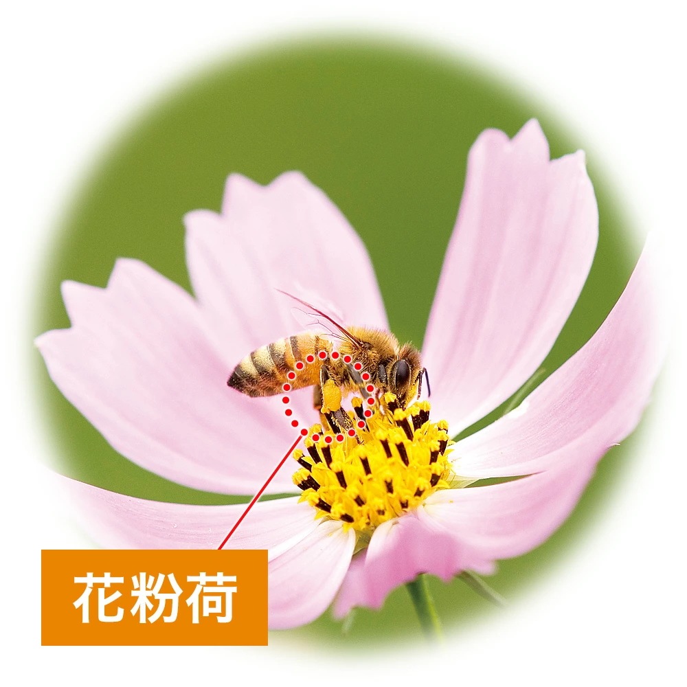 【山田養蜂場】 花粉荷 500g袋入 敬老の日 【山田養蜂場】 花粉荷 500g袋入 敬老の日