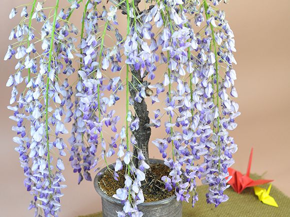 Qoo10] 盆栽 藤 1才藤【 盆栽 フジ 紫花 鉢