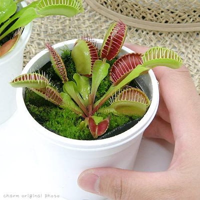 食虫植物　ハエトリソウ Biohazard 2 CK 食虫植物 ハエトリソウ Biohazard 2 CK - メルカリ