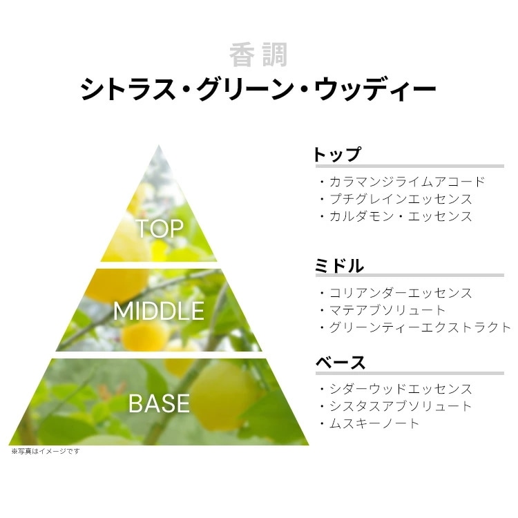 Qoo10] メゾンマルジェラ レプリカ アンダー ザ レモン ツリー