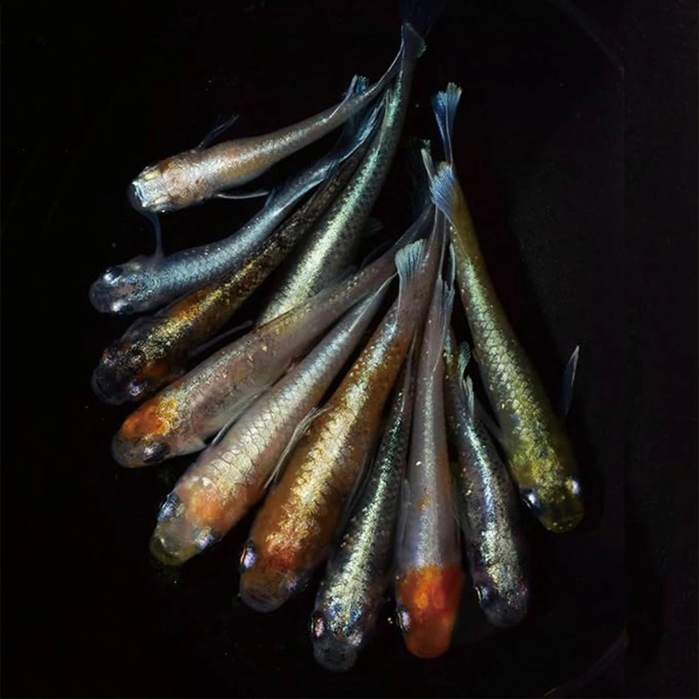 メダカ 生体 体外光MIX 20匹+保障2匹 ミックス お任せ 【華めだか大阪メダカフレンド】 観賞用 魚 アクアリウム メダカ 生体 体外光MIX 20匹+保障2匹 ミックス お任せ 【華めだか大阪メダカフレンド】 観賞用 魚 アクアリウム