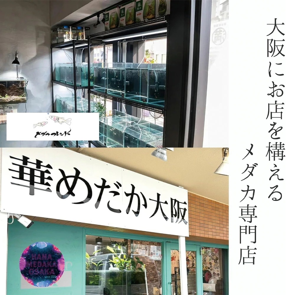 メダカ 生体 体外光MIX 20匹+保障2匹 ミックス お任せ 【華めだか大阪メダカフレンド】 観賞用 魚 アクアリウム メダカ 生体 体外光MIX 20匹+保障2匹 ミックス お任せ 【華めだか大阪メダカフレンド】 観賞用 魚 アクアリウム