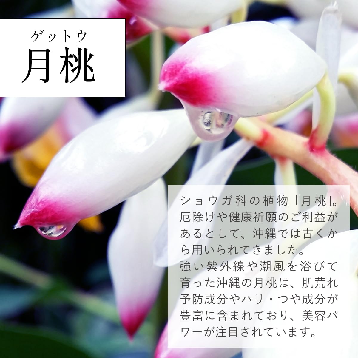 琉白(RUHAKU) 月桃エンリッチクリーミーシートマスク 5枚入