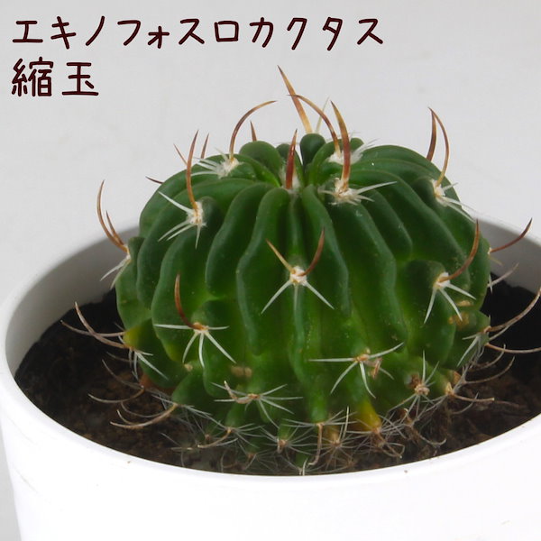 Qoo10] エキノフォスロカクタス縮玉 観葉植物 本