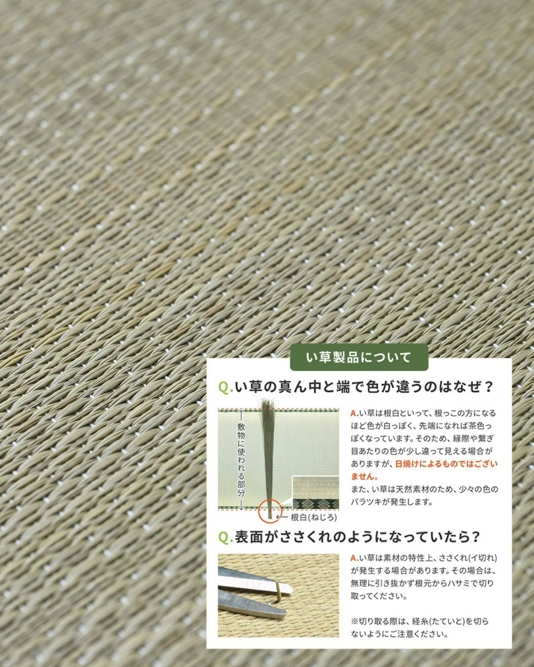 畳ベッド 折りたたみ 折りたたみベッド い草 畳 木製 パタントベッド セミシングルショート ナチュラル(無塗装) 畳ベッド 折りたたみ 折りたたみベッド い草 畳 木製 パタントベッド セミシングルショート ナチュラル(無塗装)