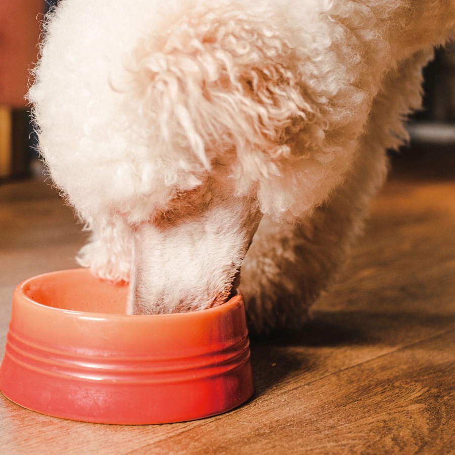 ウェイトマネージメントSAP ラム 小粒 2.72kg ドッグフード 犬 羊