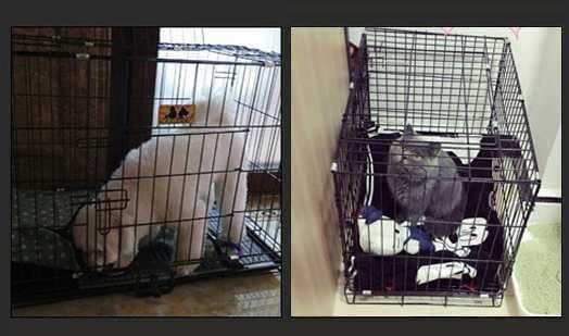 ペットケージ 折り畳み式 犬用ケージ トレー付き XSサイズ ワンちゃん 犬小屋 組み立て簡単 猫用 小型犬 中型犬 大型犬 引き出しトレー