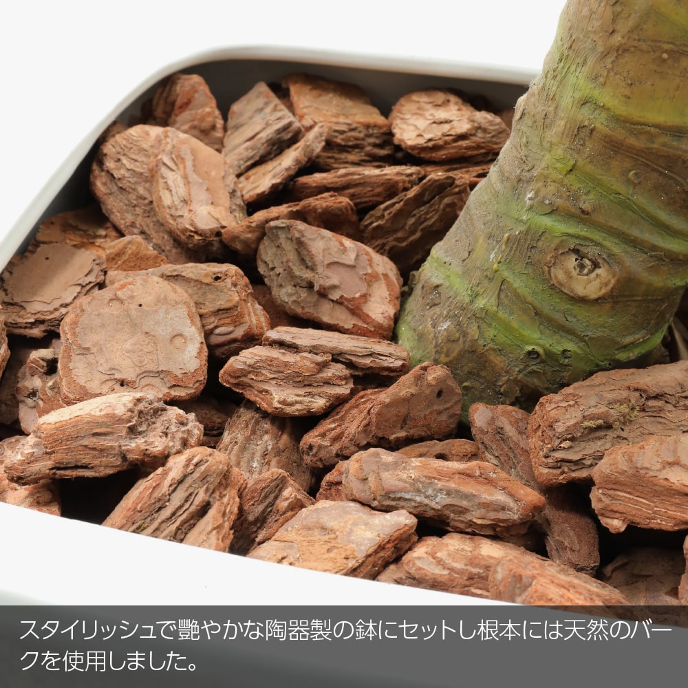 フェイクグリーン クワズイモ カーブ 130cm 鉢植 陶器鉢 CT触媒