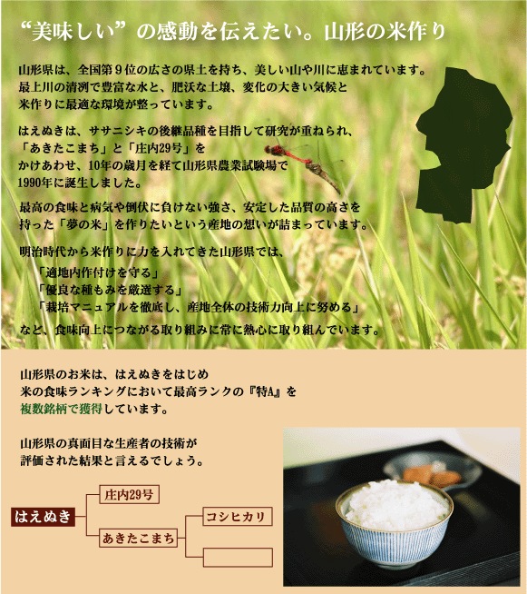 令和6年産 無洗米 山形県産はえぬき 5kg