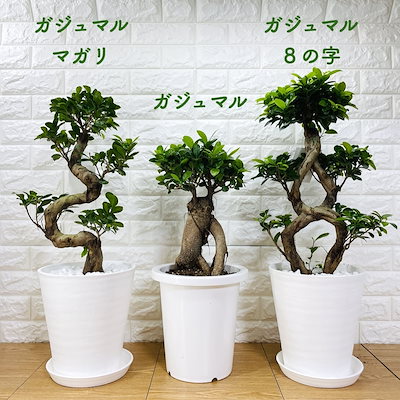Qoo10] ガジュマル 8号鉢 観葉植物 多幸の木 : ガーデニング