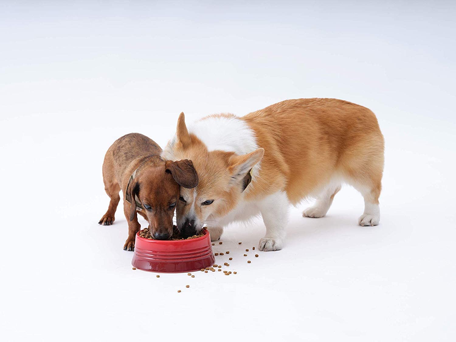 ソルビダ グレインフリー チキン 室内飼育成犬用 1.8kg ソルビダ グレインフリー チキン 室内飼育成犬用 1.8kg