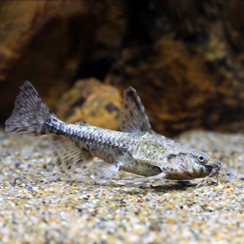 （熱帯魚）アストロドラス　カイクビ（１匹）　北海道・九州航空便要保温　ＣＲＣ13―46―00―00―00