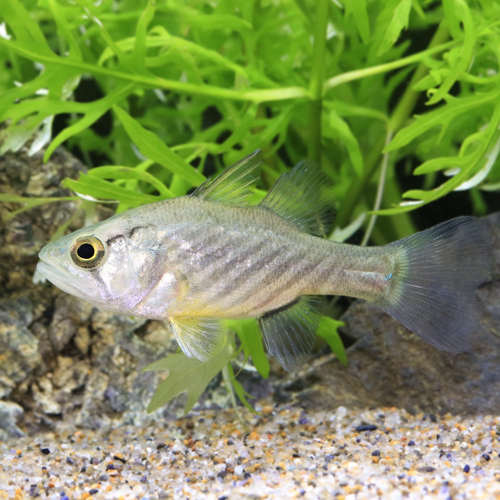 （熱帯魚）グロッサミア・ウィッチマンニ（１匹）　北海道・九州航空便要保温　ＣＲＣ13―54―00―00―00