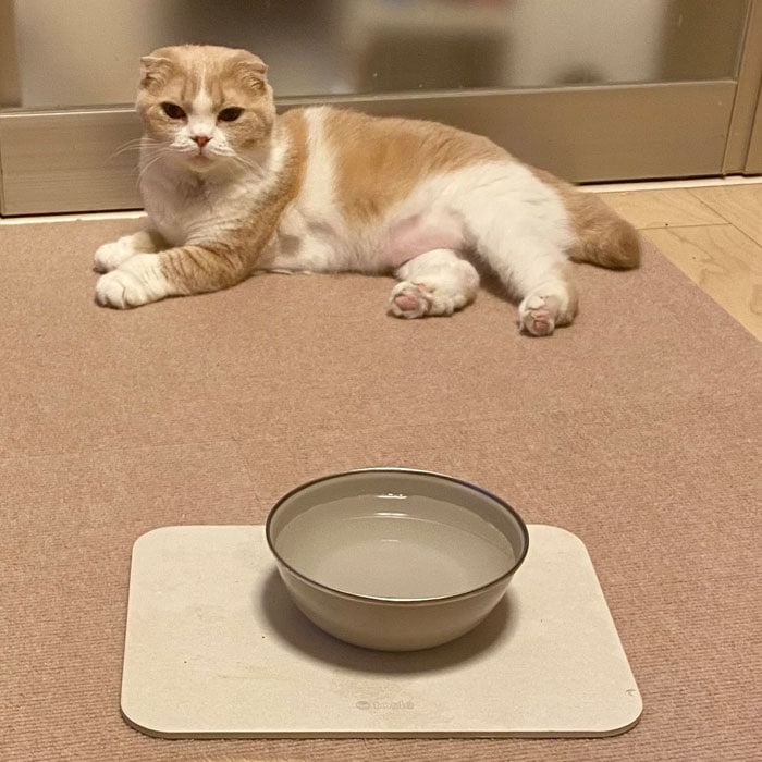 ペット専用 珪藻土 マット スモール 犬 ネコ 水飲み 吸水 トレイ 北海道稚内珪藻土 水切り トレー アスベストなし おしゃれ 小型 中型 猫 いぬ グッズ 給水器 ウォーター スタンド 水