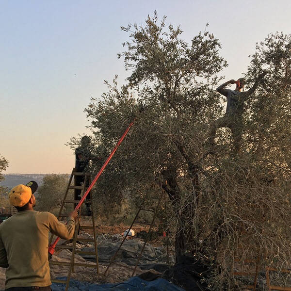 エキストラバージンオリーブオイル パレスチナのエキストラバージンオリーブオイル273g 3本セット エキストラバージンオリーブオイル パレスチナのエキストラバージンオリーブオイル273g 3本セット