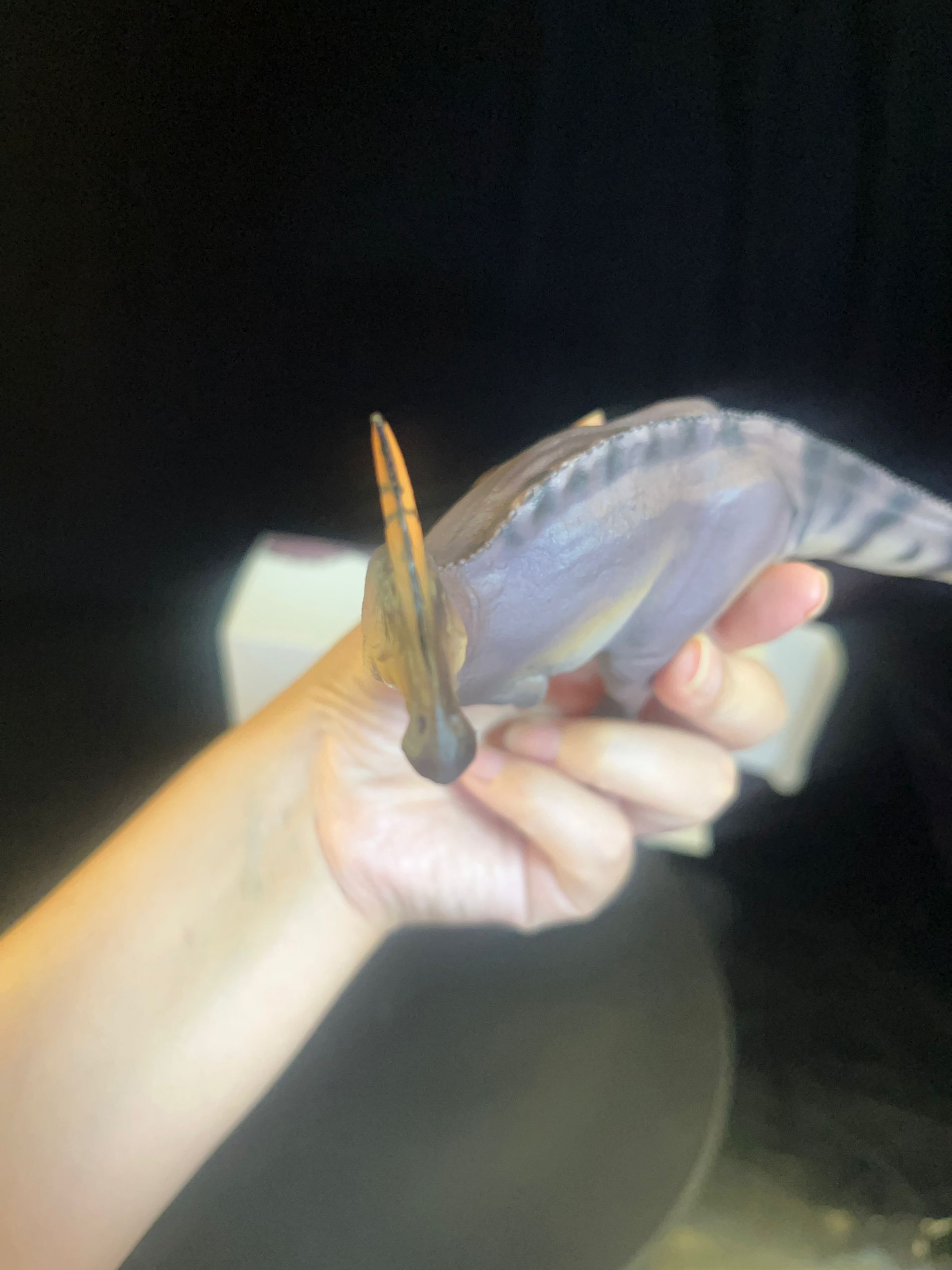 確認専用URL 確認専用URL