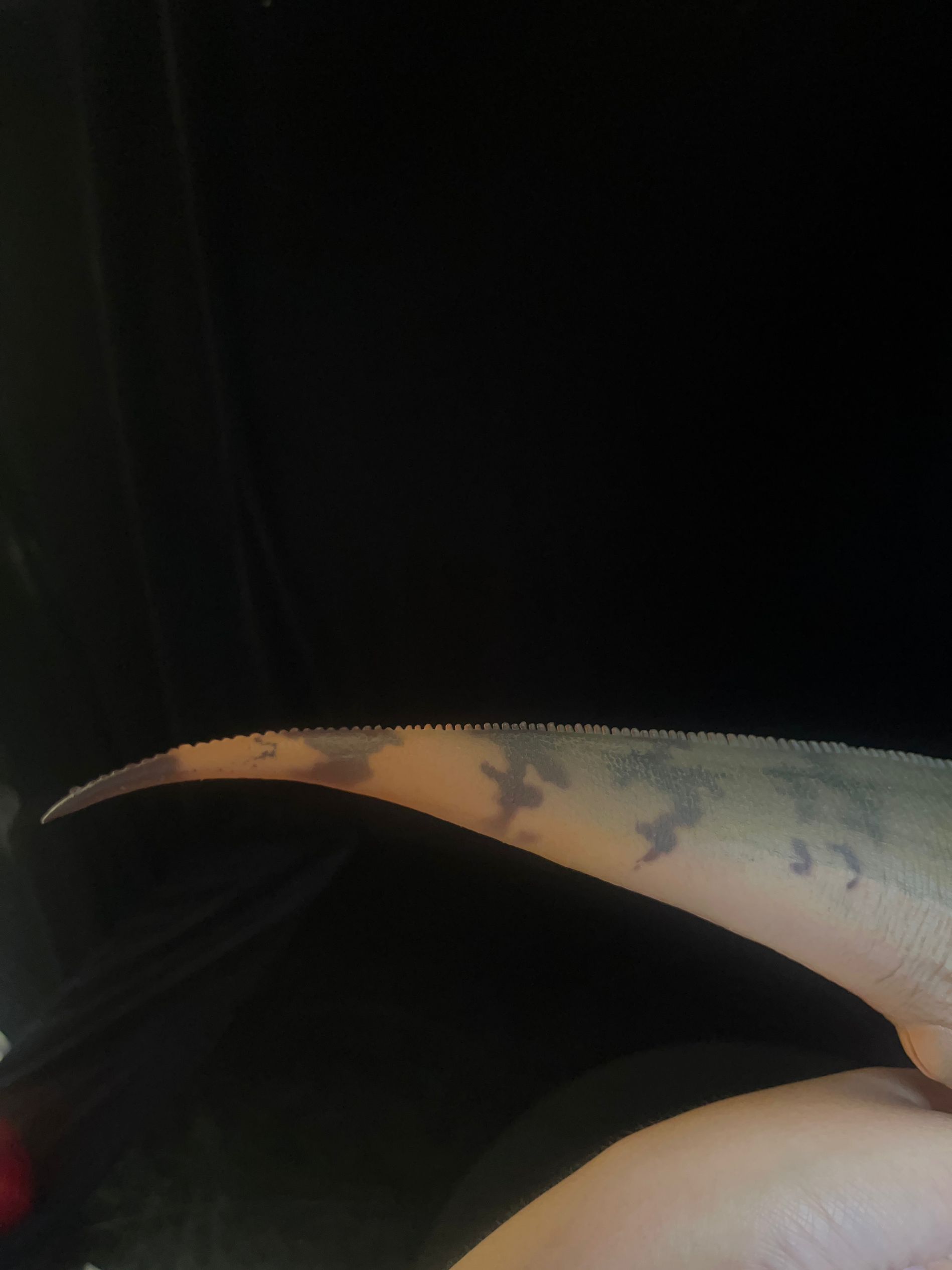 確認専用URL 確認専用URL