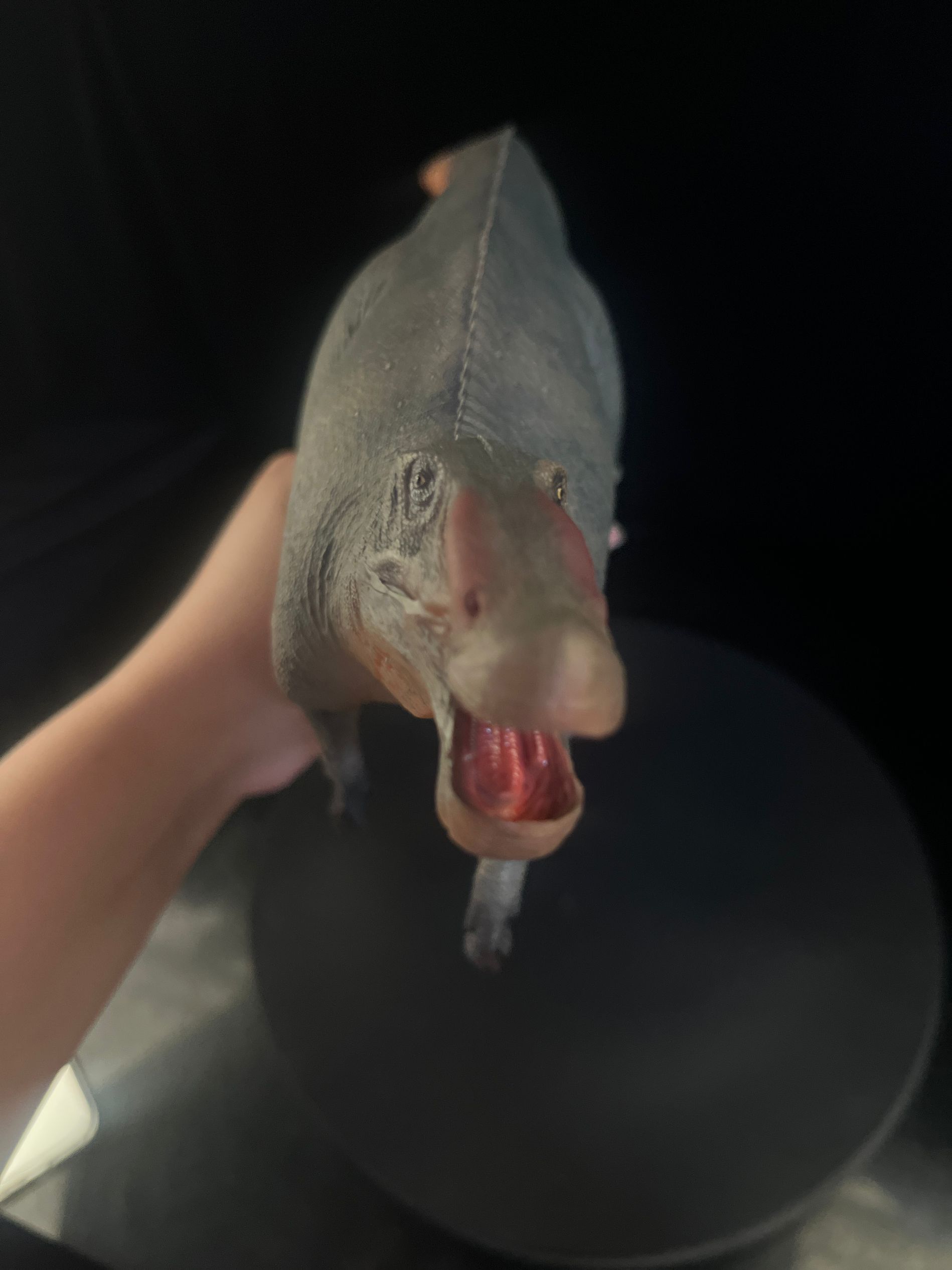 確認専用URL 確認専用URL