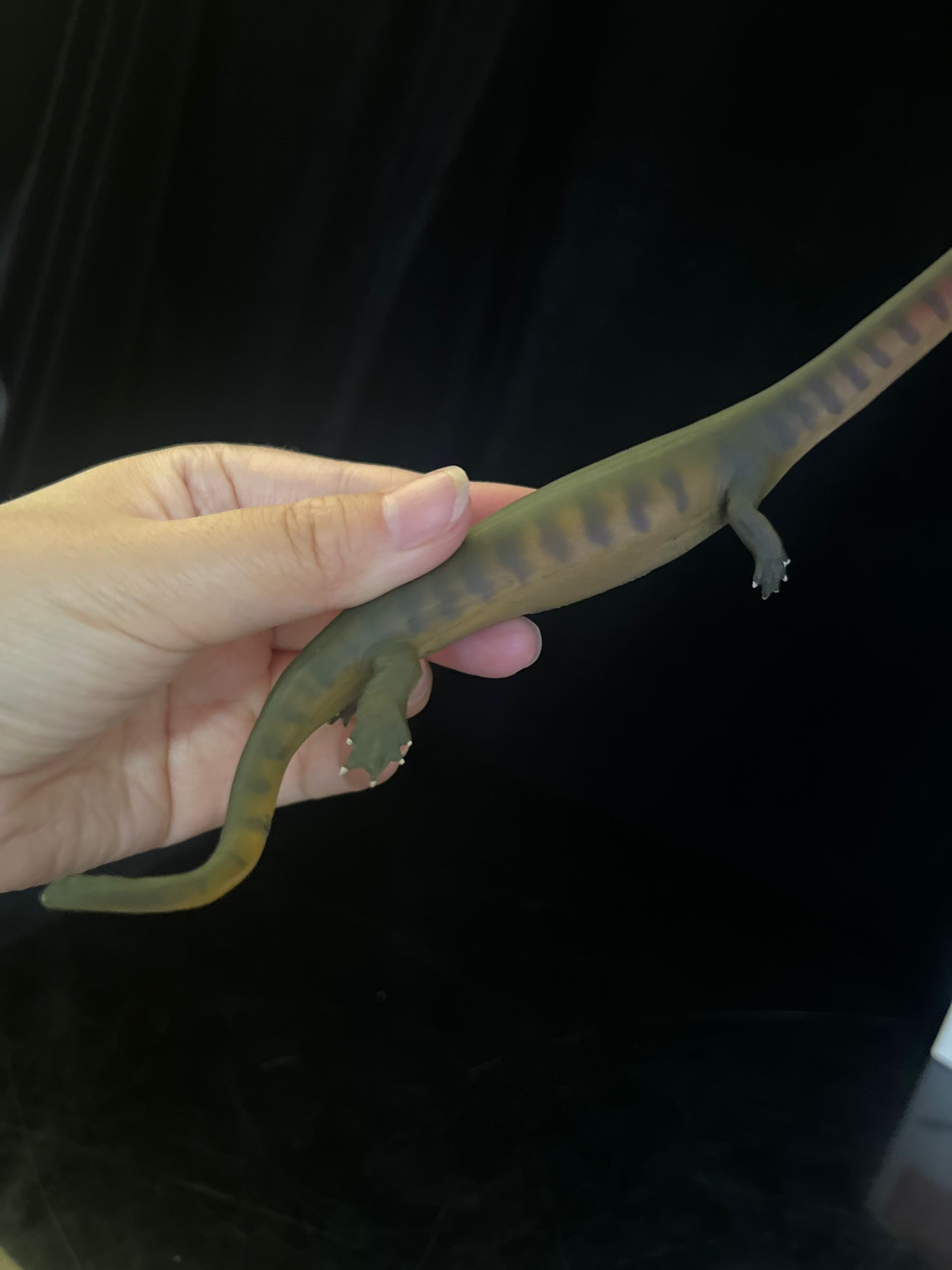 確認専用URL 確認専用URL