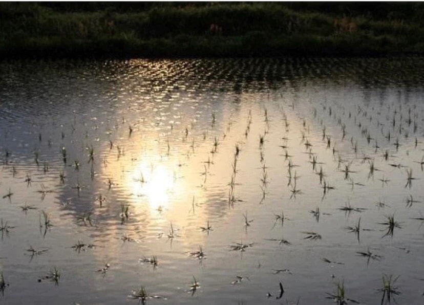 （新潟県産 こしいぶき 無洗米 5kg 令和6年産） 新潟産 無洗米5kg 高級米 おいしいお米 美味しいお米 産地直送 農家の米 コシヒカリの郷小出農場