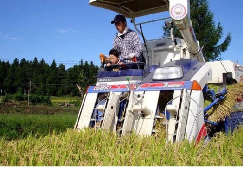（新潟県産 こしいぶき 無洗米 5kg 令和6年産） 新潟産 無洗米5kg 高級米 おいしいお米 美味しいお米 産地直送 農家の米 コシヒカリの郷小出農場