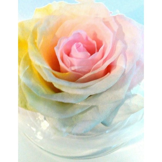 楽天ランキング1位】パステルレインボーローズ ガラスドームギフト