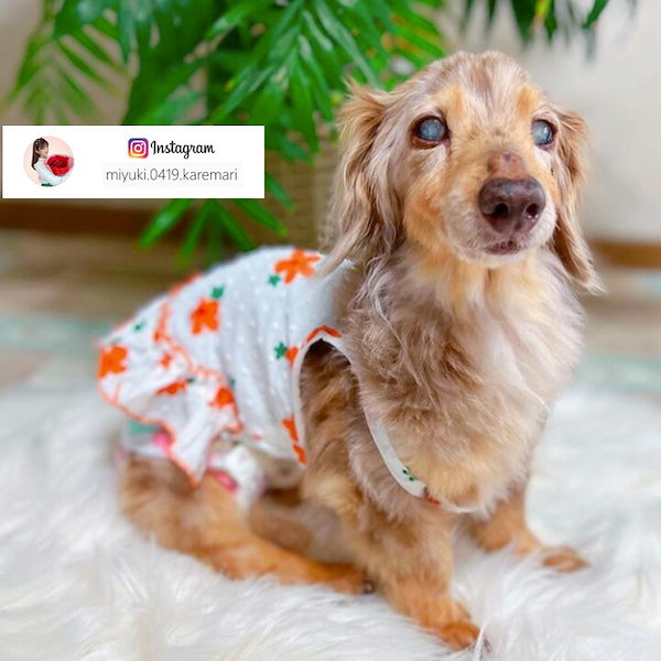 Qoo10] ダックス 服 ダックスフンド犬 犬服 犬