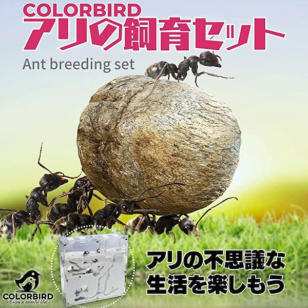 アリの巣　観察セット×4 ニチドウ アリの巣 立体観察セット | 昆虫用品・昆虫グッズ 通販