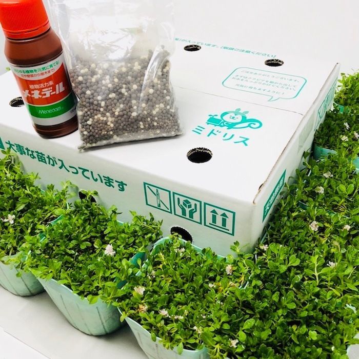 クラピア K7 (白) 9cmポット苗 10鉢 すくすくセット 有機入り一発果菜肥料 メネデール セット クラピア K7 (白) 9cmポット苗 10鉢 すくすくセット 有機入り一発果菜肥料 メネデール セット