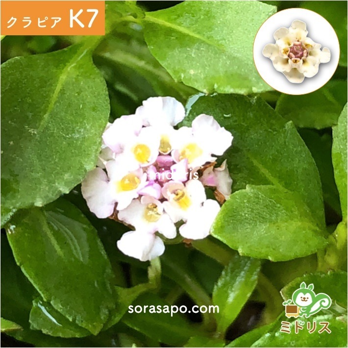 クラピア K7 (白) 9cmポット苗 10鉢 すくすくセット 有機入り一発果菜肥料 メネデール セット クラピア K7 (白) 9cmポット苗 10鉢 すくすくセット 有機入り一発果菜肥料 メネデール セット