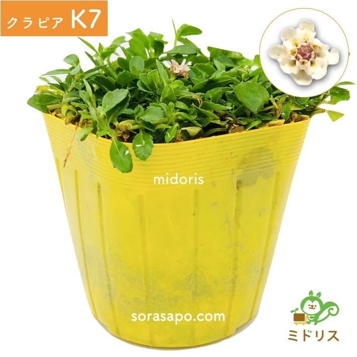 クラピア K7 (白) 9cmポット苗 10鉢 すくすくセット 有機入り一発果菜肥料 メネデール セット クラピア K7 (白) 9cmポット苗 10鉢 すくすくセット 有機入り一発果菜肥料 メネデール セット