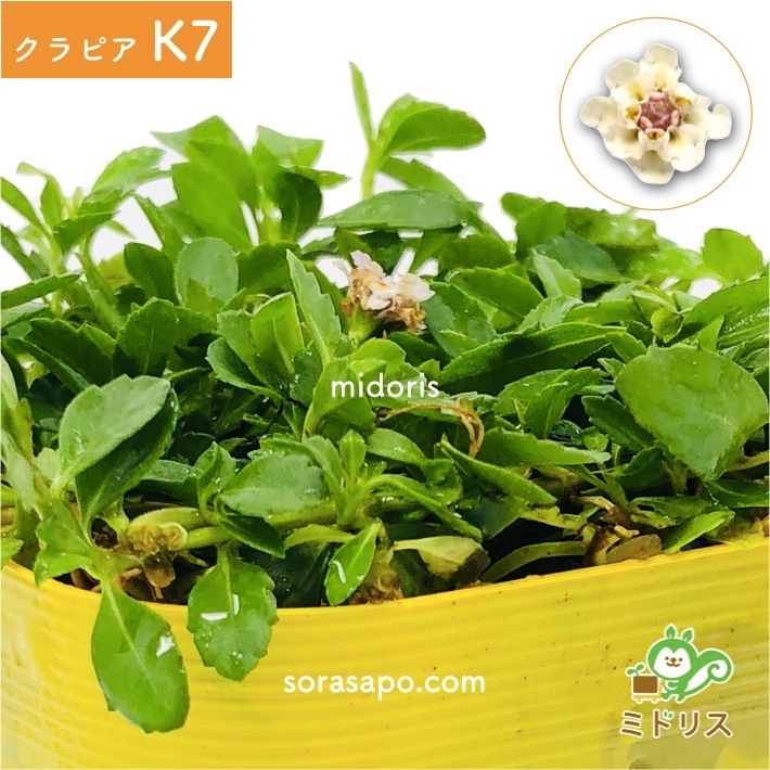 クラピア K7 (白) 9cmポット苗 10鉢 すくすくセット 有機入り一発果菜肥料 メネデール セット クラピア K7 (白) 9cmポット苗 10鉢 すくすくセット 有機入り一発果菜肥料 メネデール セット