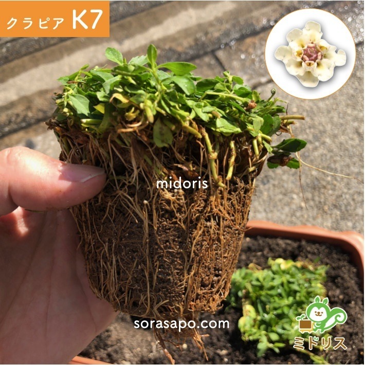 クラピア K7 (白) 9cmポット苗 10鉢 すくすくセット 有機入り一発果菜肥料 メネデール セット クラピア K7 (白) 9cmポット苗 10鉢 すくすくセット 有機入り一発果菜肥料 メネデール セット