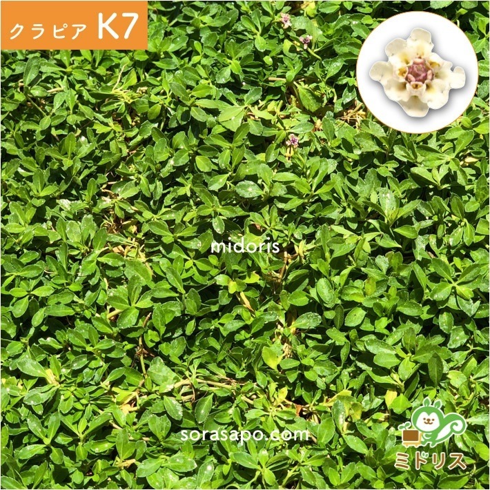 クラピア K7 (白) 9cmポット苗 10鉢 すくすくセット 有機入り一発果菜肥料 メネデール セット クラピア K7 (白) 9cmポット苗 10鉢 すくすくセット 有機入り一発果菜肥料 メネデール セット