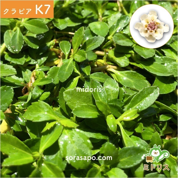 クラピア K7 (白) 9cmポット苗 10鉢 すくすくセット 有機入り一発果菜肥料 メネデール セット クラピア K7 (白) 9cmポット苗 10鉢 すくすくセット 有機入り一発果菜肥料 メネデール セット