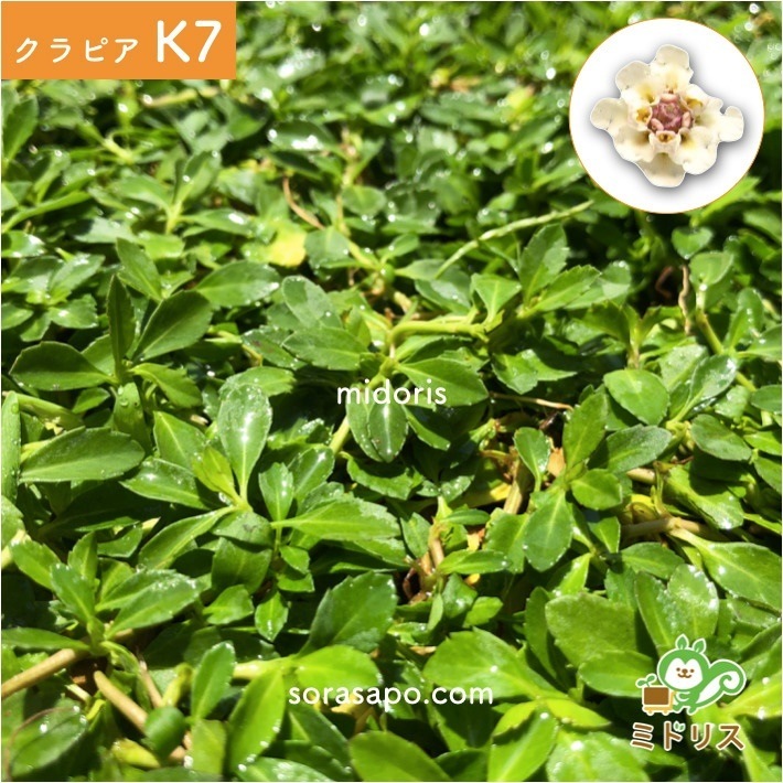 クラピア K7 (白) 9cmポット苗 10鉢 すくすくセット 有機入り一発果菜肥料 メネデール セット クラピア K7 (白) 9cmポット苗 10鉢 すくすくセット 有機入り一発果菜肥料 メネデール セット